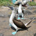 Blue-footed Booby